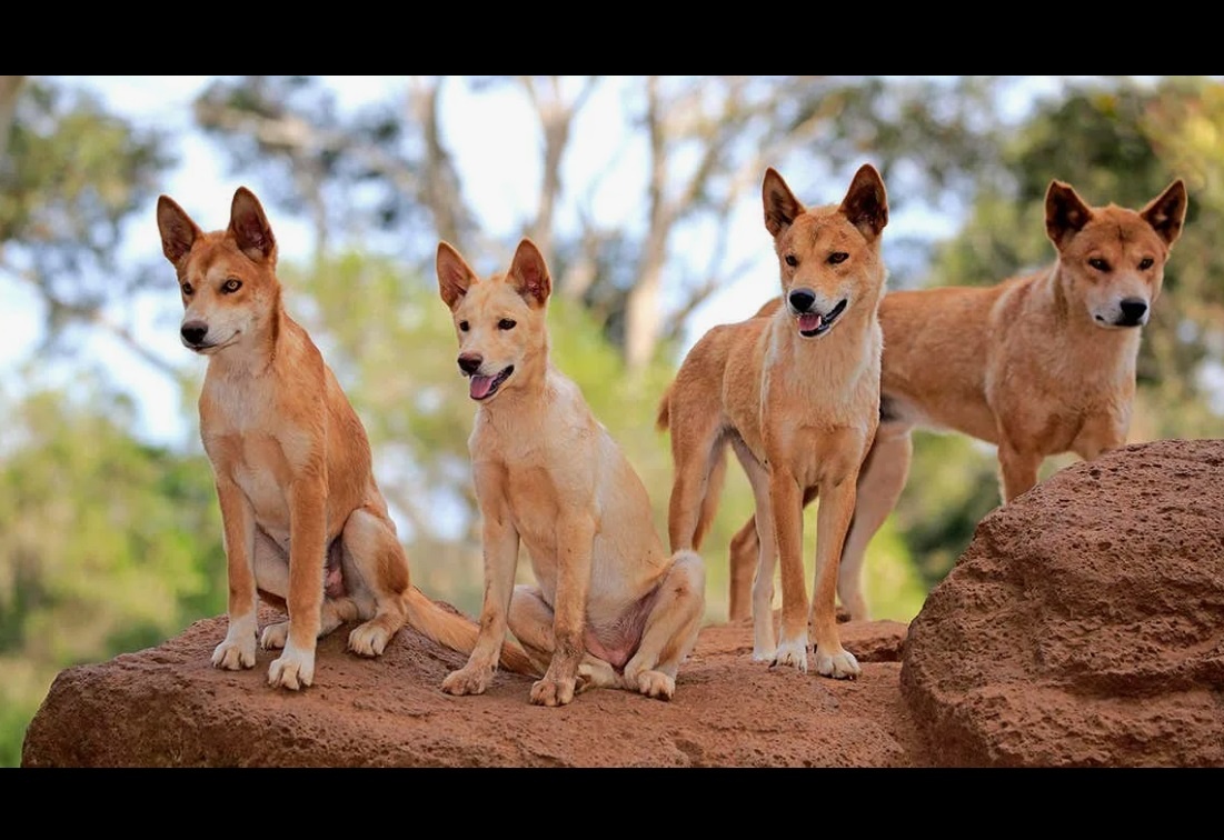 What a horror is hidden in Australia behind a fence of six thousand kilometers
