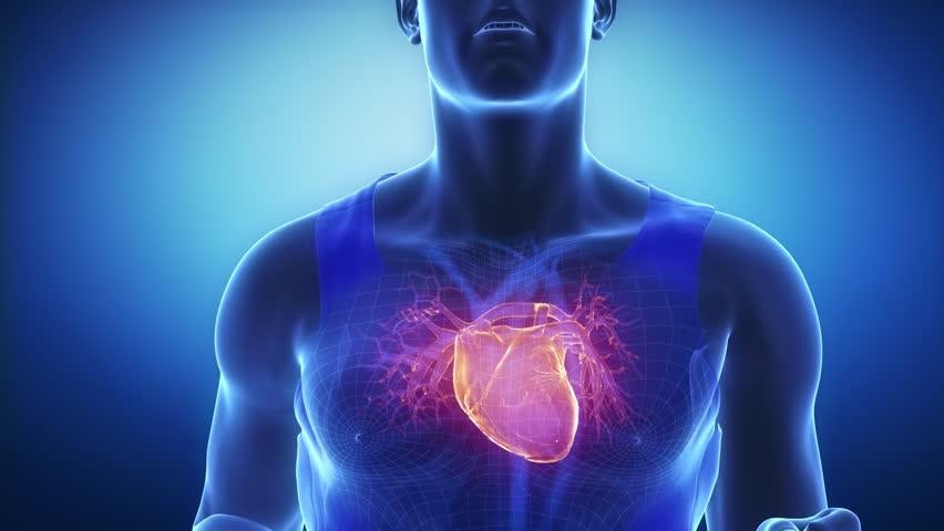 What you should know about the heart