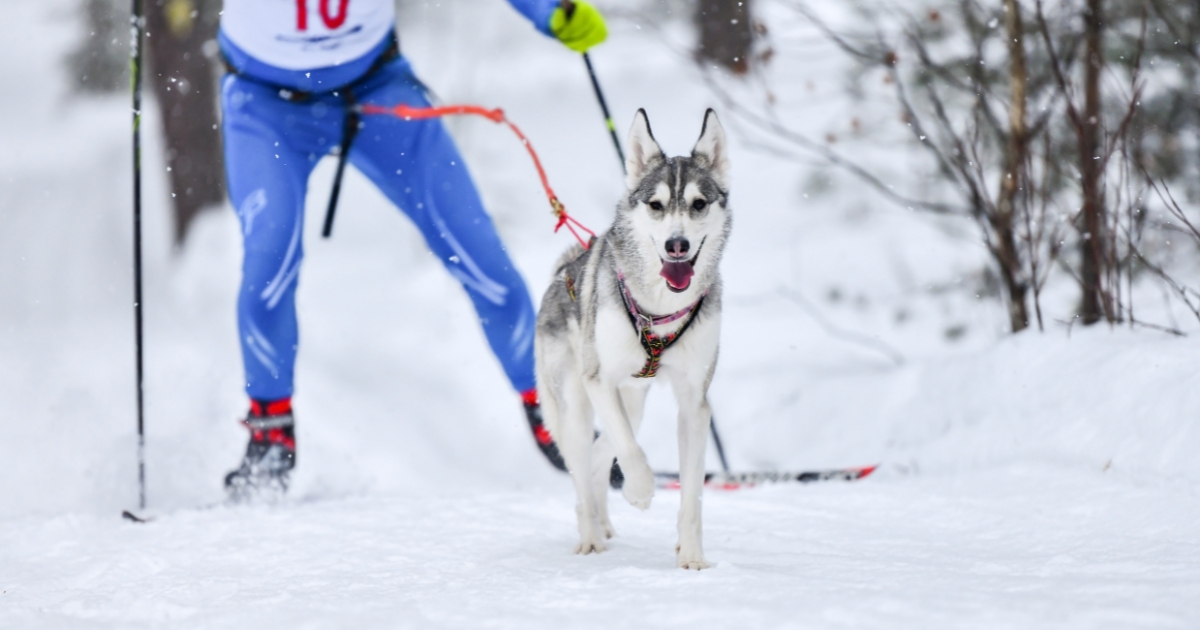 Skijoring