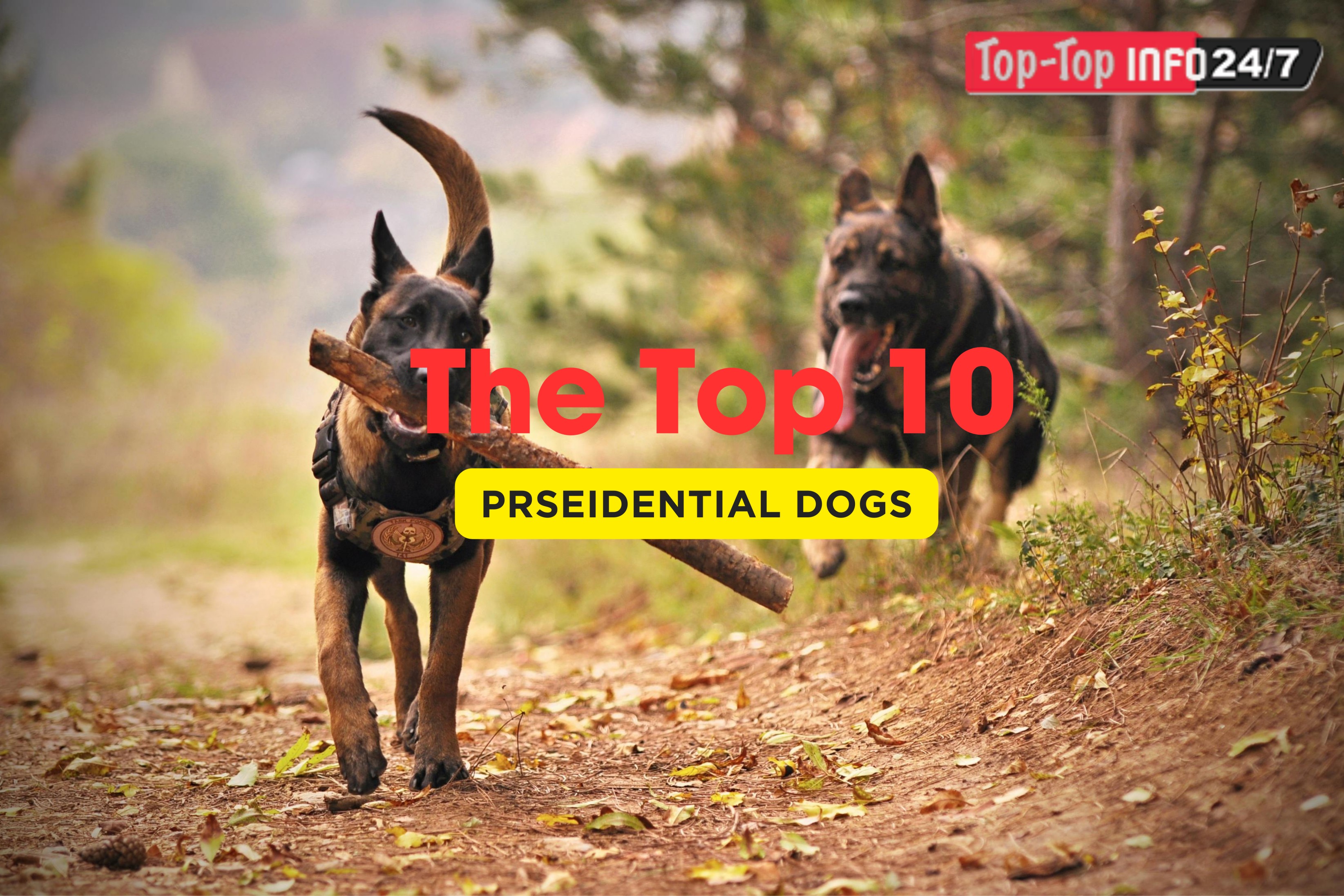 Presidential Pets: A Walk Through the White House's Most Memorable Canines in this video