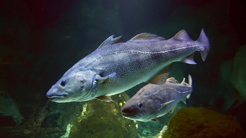 Biologists have recorded the largest cod attack on capelin in the Atlantic