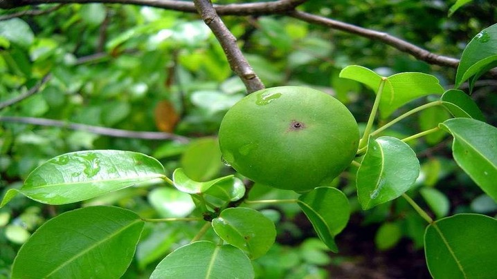 Top 10 Most Poisonous Plants: Beware of These Deadly Flora