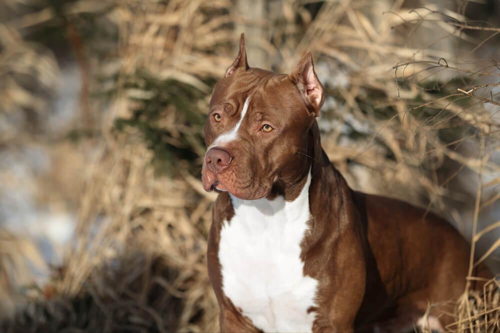 The Top 10 Most Dangerous Dog Breeds Worldwide: Understanding Traits, Myths, and Realities