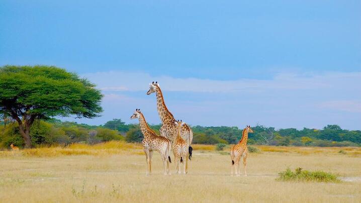 Top 5 Amazing Safari destinations