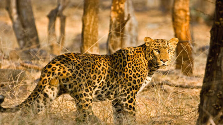 The Top 5 Leopard Breeds Around the Globe: Diversity in the Wild