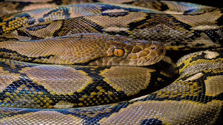 Discover the Top 5 Snake Breeds: A Journey Through Nature’s Marvels