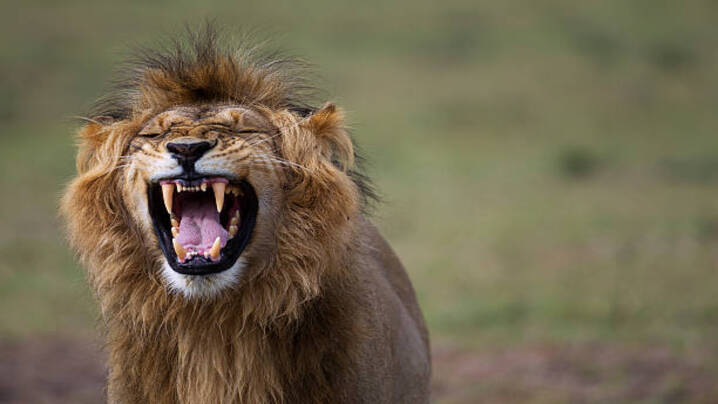 The Roaring Threat: Unveiling the Top 5 Most Dangerous Lions in the ...